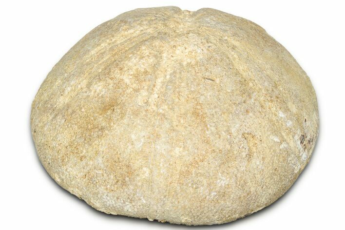 Jurassic Sea Urchin (Clypeus) Fossil - England #325939